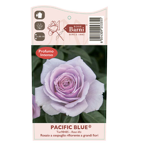 Lielziedu roze Pacific Blue®, C5 interface.image 5 interface.art 6161