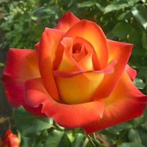 Lielziedu roze Prestige de Lyon interface.image 1 interface.art 6241