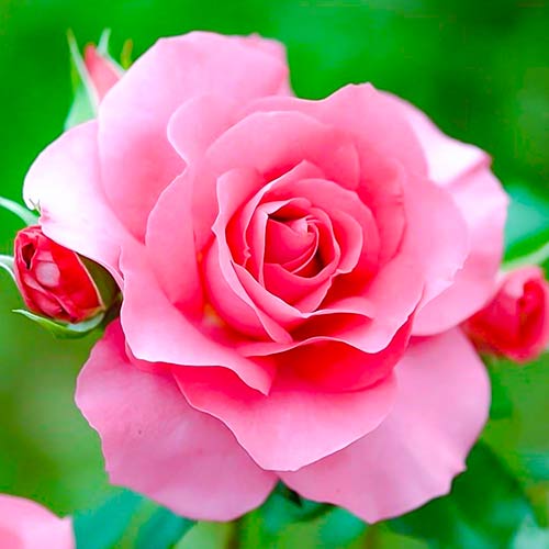 Lielziedu roze Queen of England interface.image 1 interface.art 4987