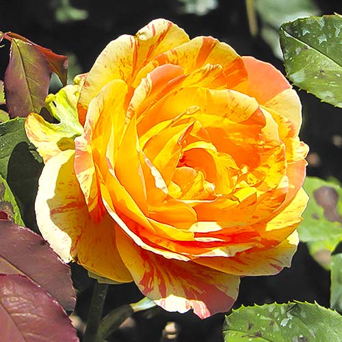 Lielziedu roze Rainbow Niagara interface.image 1 interface.art 6242