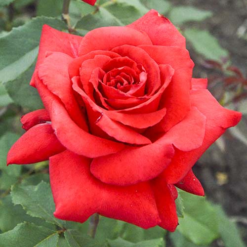 Lielziedu roze Red Berlin interface.image 1 interface.art 6243