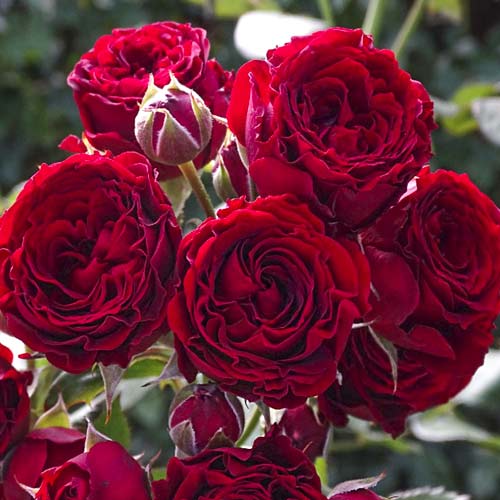 Lielziedu roze Red Sensation interface.image 1 interface.art 6244