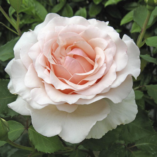 Lielziedu roze Roberto Cappucci®, C5 interface.image 1 interface.art 5551