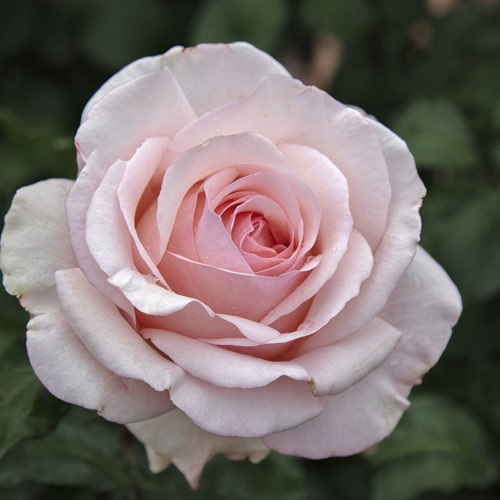 Lielziedu roze Roberto Cappucci®, C5 interface.image 2 interface.art 5551