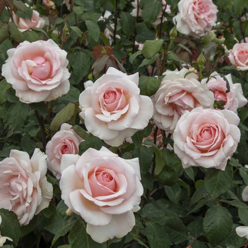 Lielziedu roze Roberto Cappucci®, C5 interface.image 3 interface.art 5551