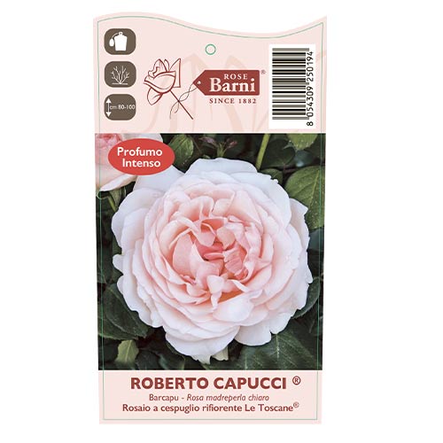 Lielziedu roze Roberto Cappucci®, C5 interface.image 5 interface.art 5551