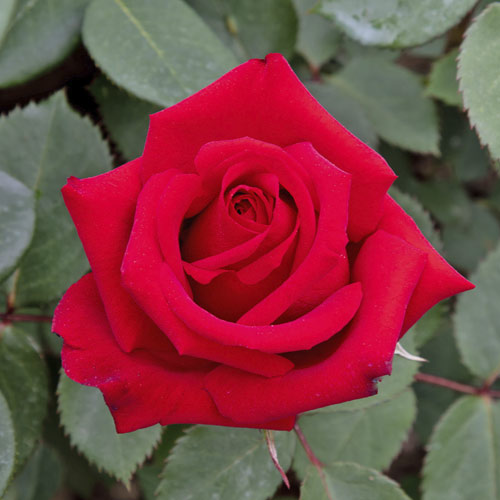 Lielziedu roze Valentino®, C5 interface.image 1 interface.art 5539