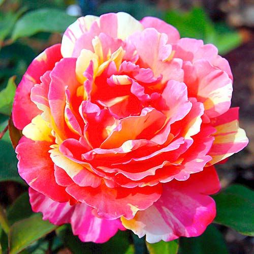 Lielziedu roze Variegata di Barni® interface.image 1 interface.art 5540