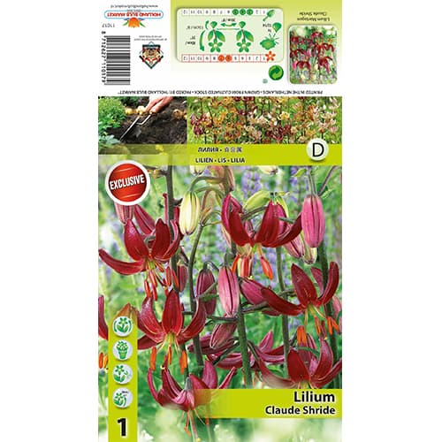 Lilia Claude Shride interface.image 1 interface.art 77822