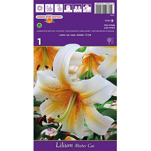 Lilia Mister Cas interface.image 1 interface.art 77841