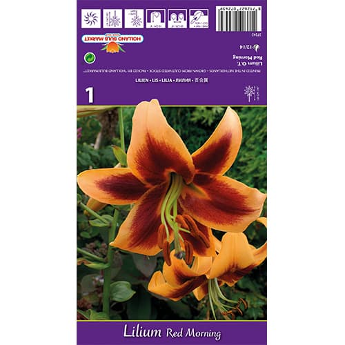 Lilia Red Morning interface.image 1 interface.art 77842