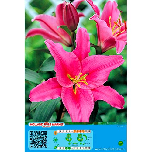 Lilija Acapulco interface.image 1 interface.art 76465