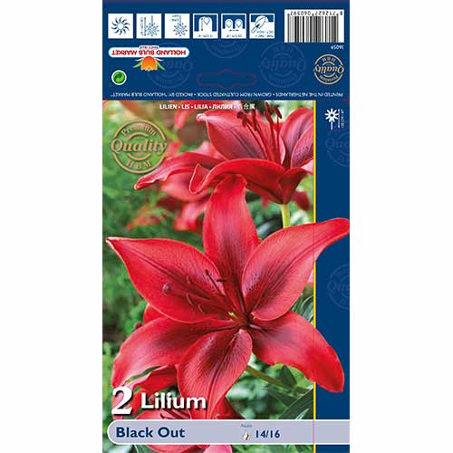 Lilija Black Out interface.image 1 interface.art 67387