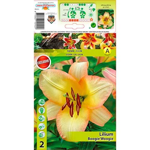 Lilija Boogie Woogie interface.image 1 interface.art 70423