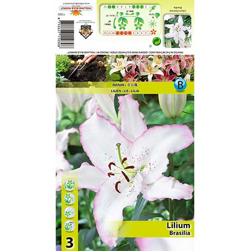 Lilija Brasilia interface.image 1 interface.art 70424