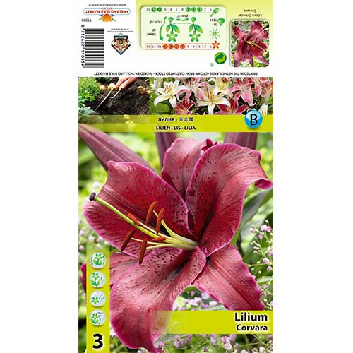 Lilija Corvara interface.image 1 interface.art 70427