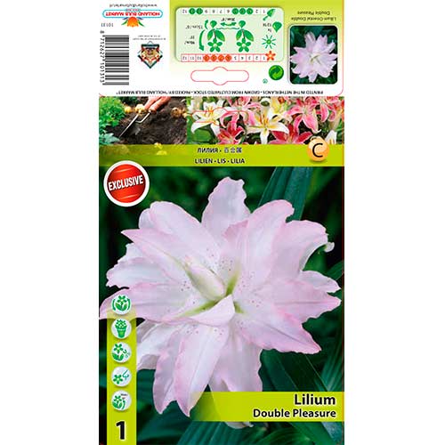 Lilija Double Pleasure interface.image 1 interface.art 76306