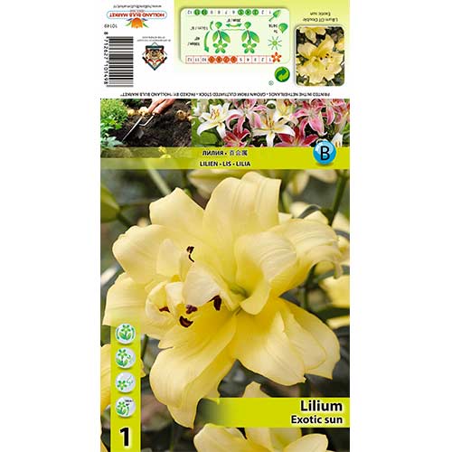 Lilija Exotic Sun interface.image 1 interface.art 70429