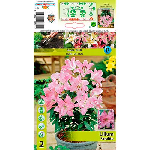 Lilija Farolito interface.image 1 interface.art 76308