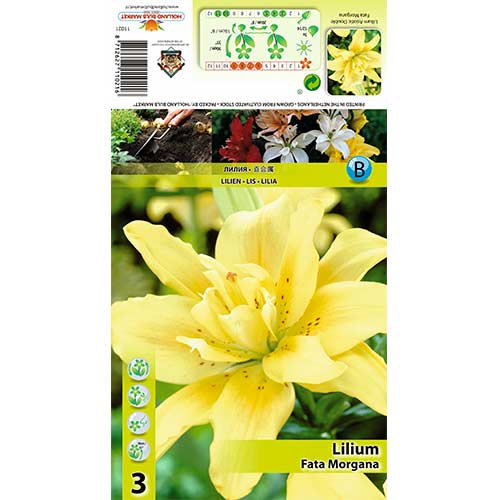 Lilija Fata Morgana interface.image 1 interface.art 70430