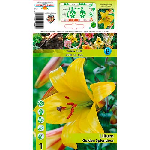 Lilija Golden Splendour interface.image 1 interface.art 76309