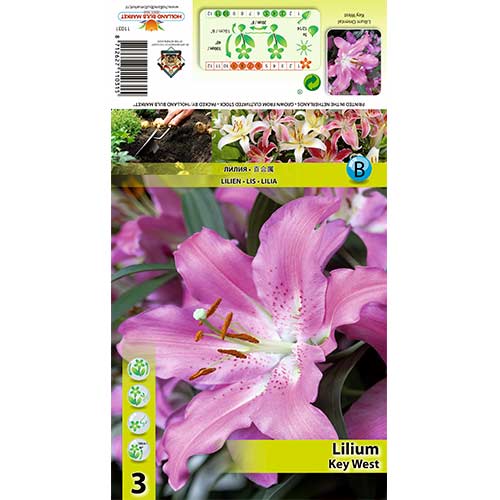 Lilija Key West interface.image 1 interface.art 70433