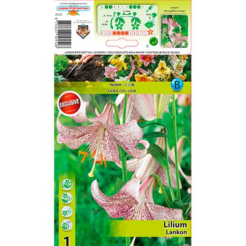 Lilija Lankon interface.image 1 interface.art 76312