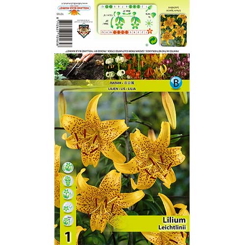 Lilija Leichtlinii interface.image 1 interface.art 70434