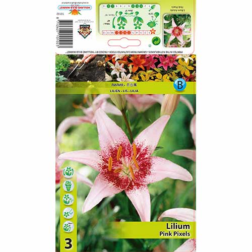 Lilija (Lilium) Pink Pixels interface.image 1 interface.art 76605