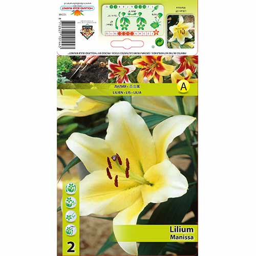 Lilija Manissa interface.image 1 interface.art 70276