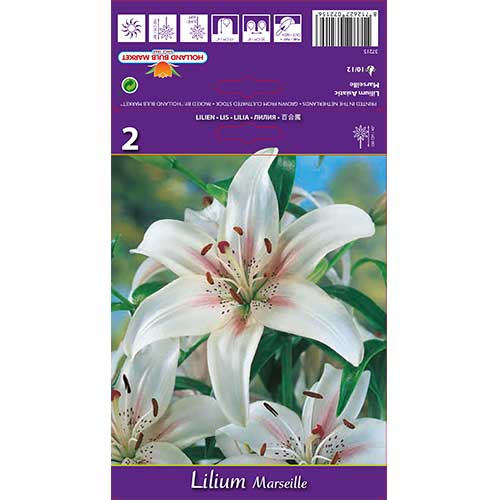 Lilija Marseille interface.image 1 interface.art 70210