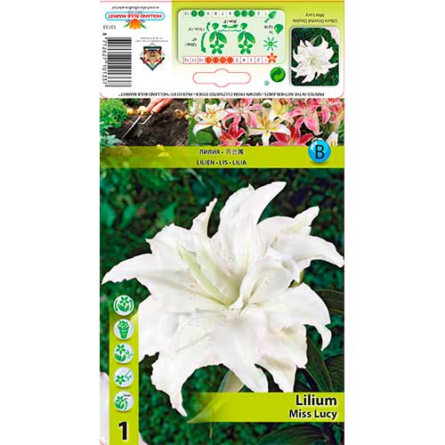 Lilija Miss Lucy interface.image 1 interface.art 76316