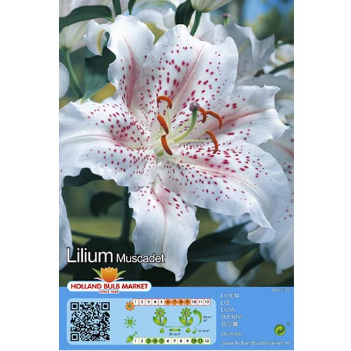 Lilija oriental Muscadet interface.image 1 interface.art 76117