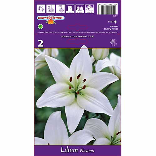 Lilija Navona interface.image 1 interface.art 70211