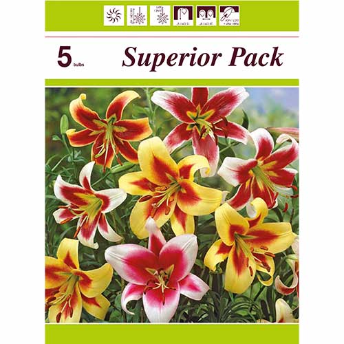 Lielisks piedāvājums! Lilija Karaliskā Gigant, 5 sīpli interface.image 1 interface.art 76474