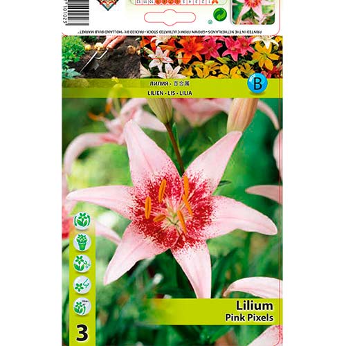 Lilija Pink Pixels interface.image 1 interface.art 70469