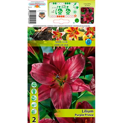 Lilija Purple Prince interface.image 1 interface.art 76319