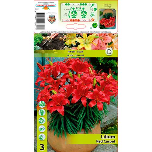 Lilija Red Carpet interface.image 1 interface.art 76320