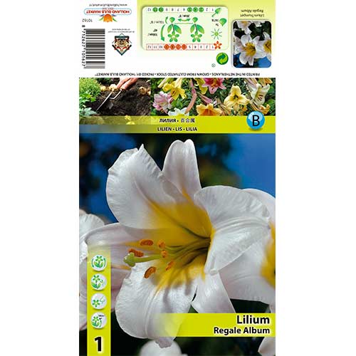 Lilija Regale Album interface.image 1 interface.art 70436