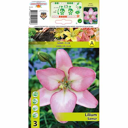 Lilija Samur interface.image 1 interface.art 70274