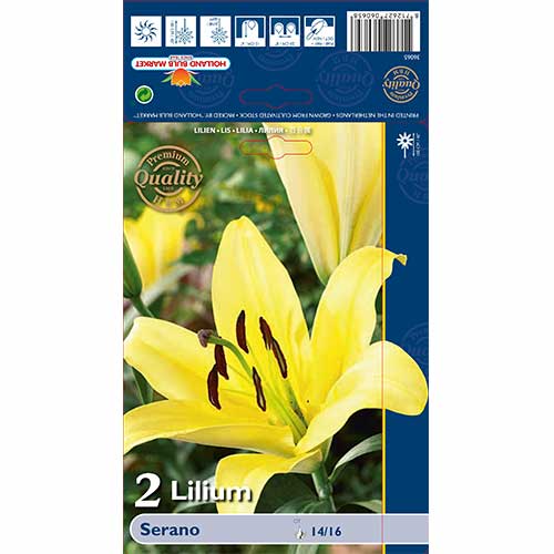 Lilija Serano interface.image 1 interface.art 70233