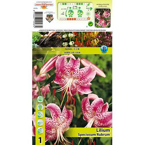 Lilija Speciosum Rubrum interface.image 1 interface.art 70438