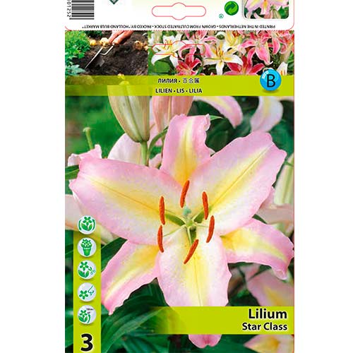 Lilija Star Class interface.image 1 interface.art 76478