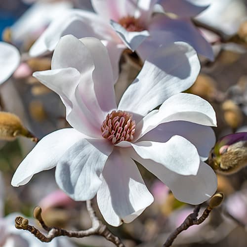 Magnolia Merrill, С2 interface.image 1 interface.art 7789