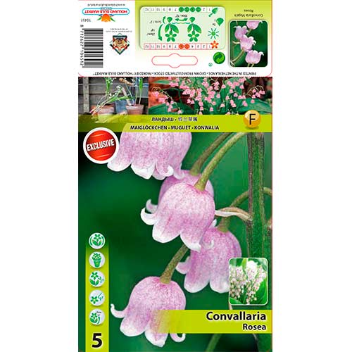 Maijpuķīte Rosea interface.image 1 interface.art 76201