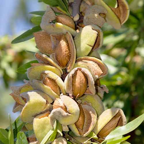 Mandele (columnar) Avijor interface.image 1 interface.art 2001