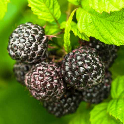 Melnā avene Black Jewel, Р9 interface.image 1 interface.art 7549