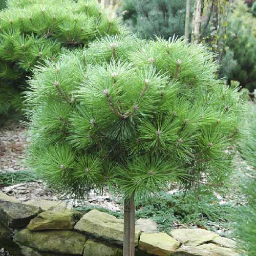 Melnā priede Brepo, C5 interface.image 1 interface.art 8255