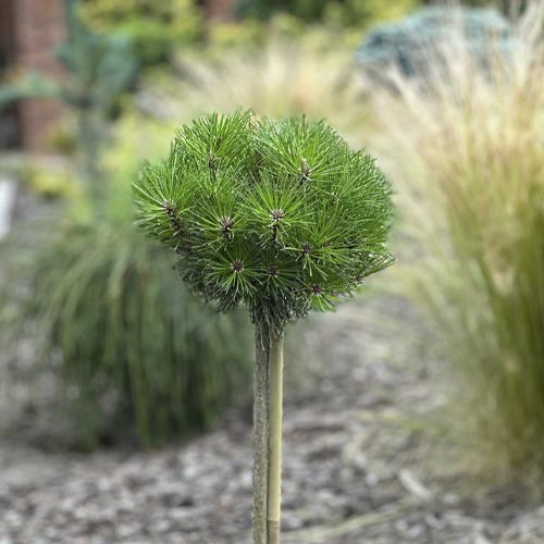 Melnā priede Merci PBR, C5 interface.image 1 interface.art 8256