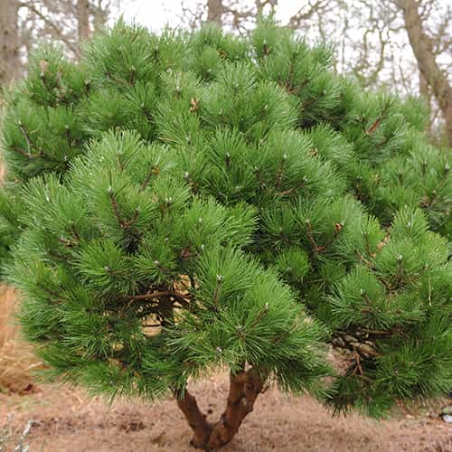 Melnā priede, C2 interface.image 1 interface.art 9689